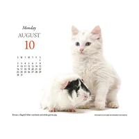 Kittens And Friends Box  2026 Calendar