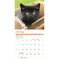 Black Kittens 2026 Wall Calendar