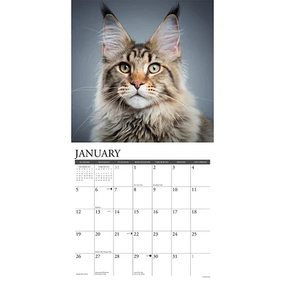 Just Maine Coon Cats Wall 2025 Calendar