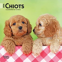 Chiots 2026 Mini Calendar (French)