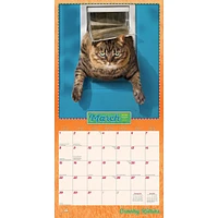 Avanti Cranky Kitties 2026 Wall Calendar - Online Exclusive