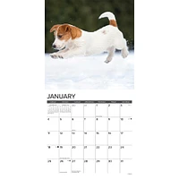 Just Jack Russell Puppies 2026 Wall Calendar - Online Exclusive