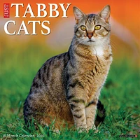 Just Tabby Cats 2026 Wall Calendar - Online Exclusive