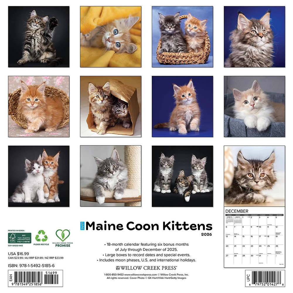 Just Maine Coon Kittens 2026 Wall Calendar