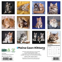 Just Maine Coon Kittens 2026 Wall Calendar