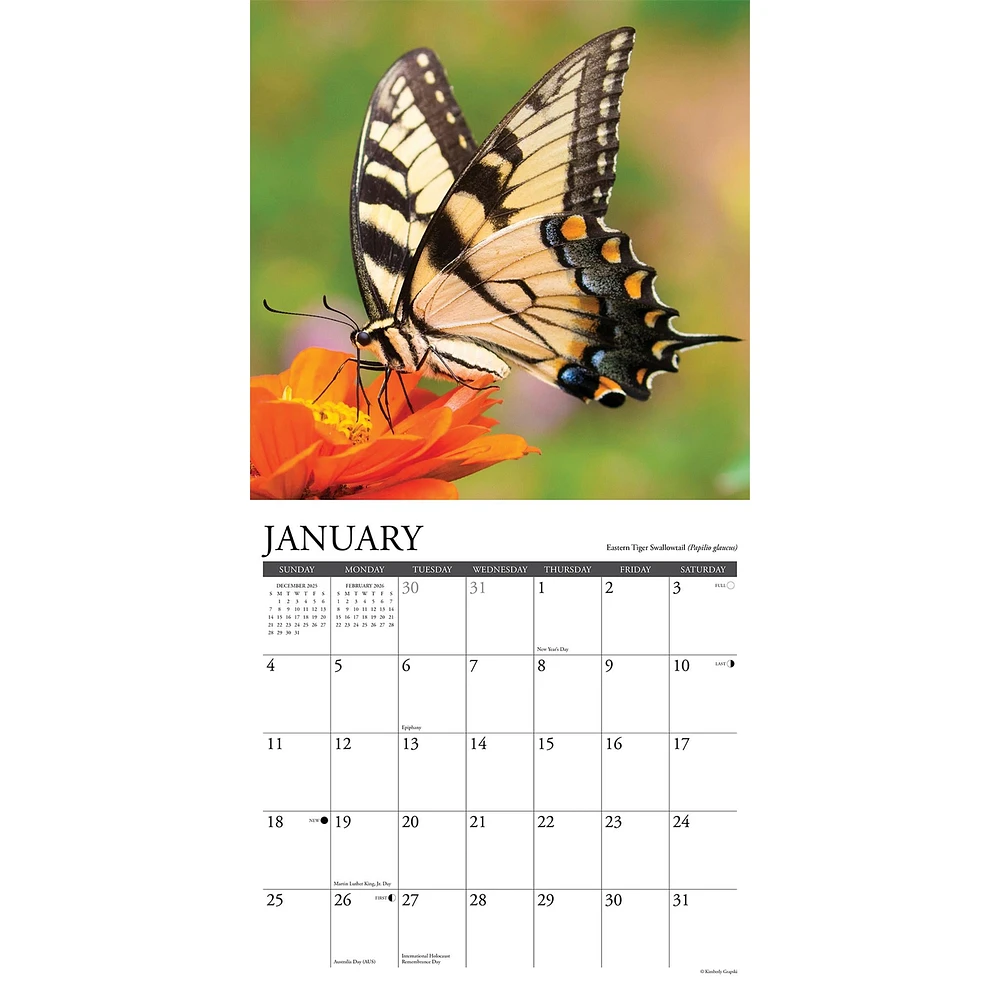 Butterflies Of North America 2026 Wall Calendar
