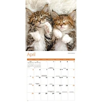 Kitty Naps 2026 Wall Calendar