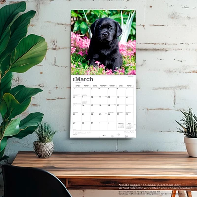 Black Lab Puppies 2026 Wall Calendar