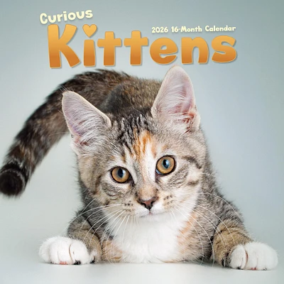 Curious Kittens 2026 Wall Calendar