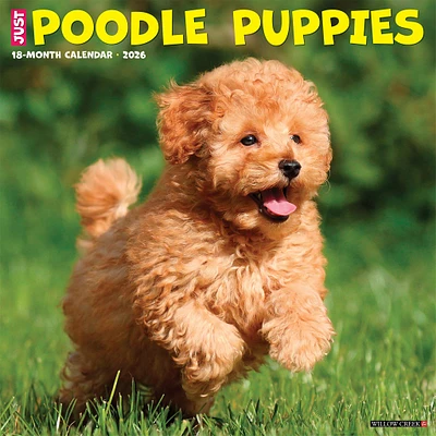 Just Poodle Puppies 2026 Wall Calendar - Online Exclusive