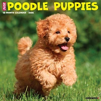 Just Poodle Puppies 2026 Wall Calendar - Online Exclusive