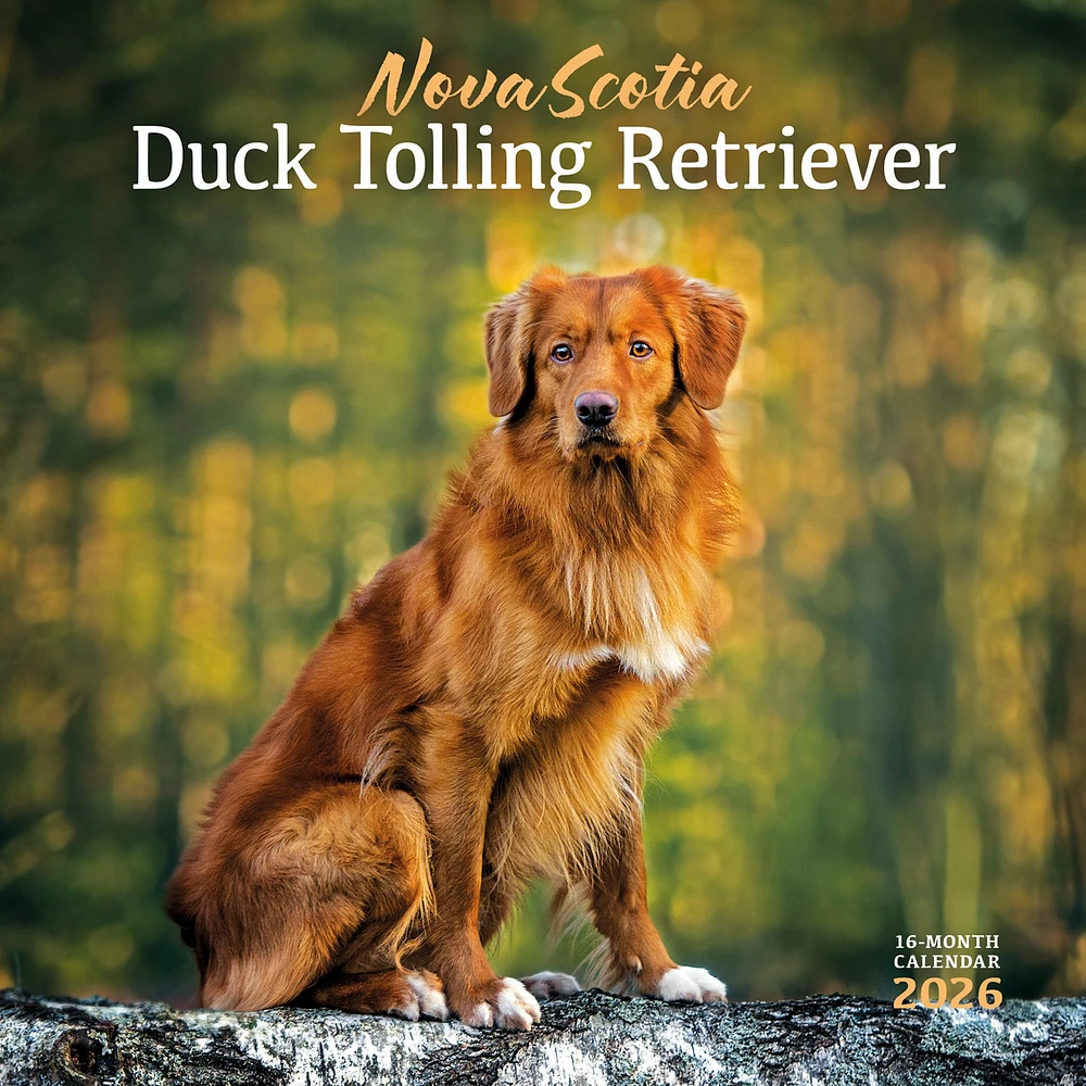 Nova Scotia Duck Tolling Retriever 2026 Wall Calendar