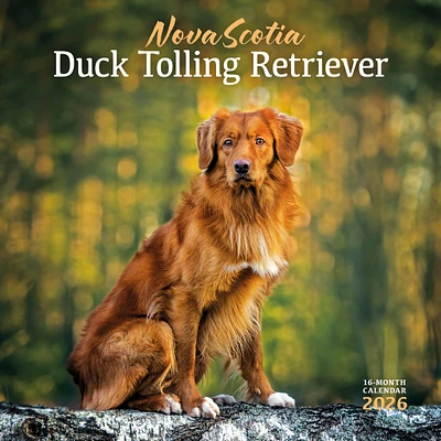 Nova Scotia Duck Tolling Retriever 2026 Wall Calendar
