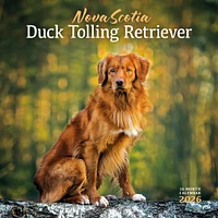 Nova Scotia Duck Tolling Retriever 2026 Wall Calendar