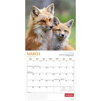Canadian Geographic Foxes 2026 Wall Calendar - Online Exclusive