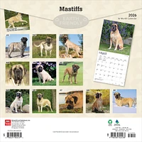 Mastiffs 2026 Wall Calendar