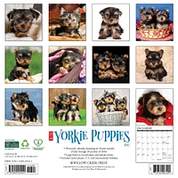 Just Yorkie Puppies Wall 2025 Calendar