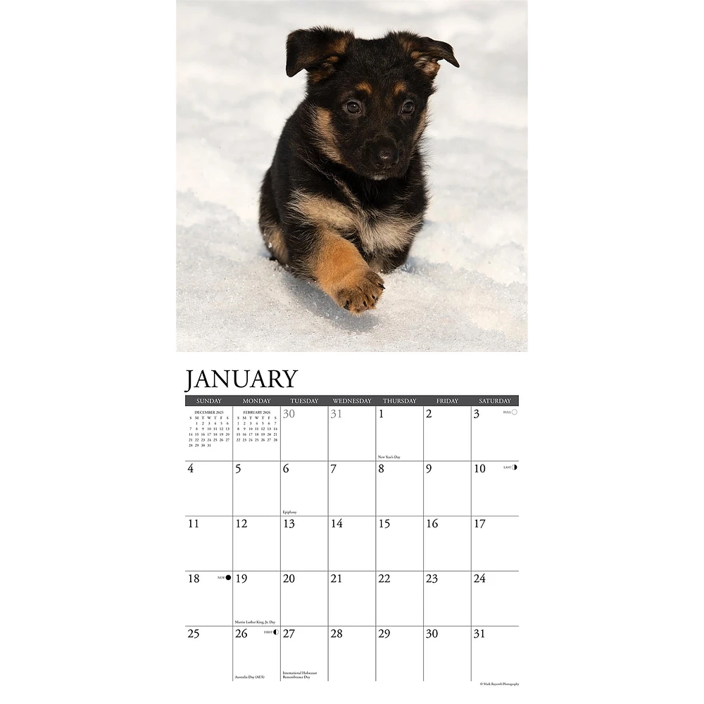 Just German Shepherd Puppies 2026 Wall Calendar