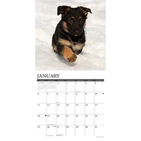 Just German Shepherd Puppies 2026 Wall Calendar