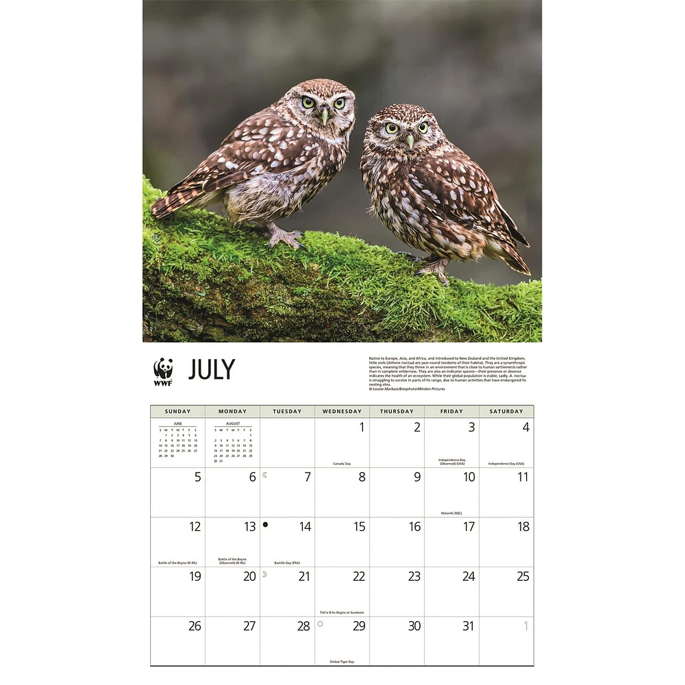 World Wildlife Fund Owls 2026 Wall Calendar