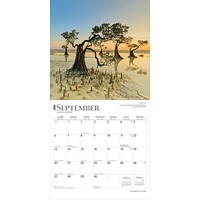 Majesty Of Trees 2026 Wall Calendar - Online Exclusive