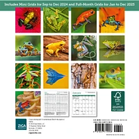 Frogs Mini 2025 Calendar