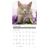 What Cats Teach Us 2026 Mini Calendar
