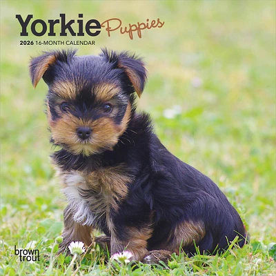 Yorkshire Terrier Puppies 2026 Mini Calendar