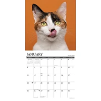 What Cats Teach Us 2026 Wall Calendar