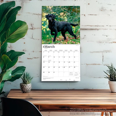 Black Labs 2026 Wall Calendar