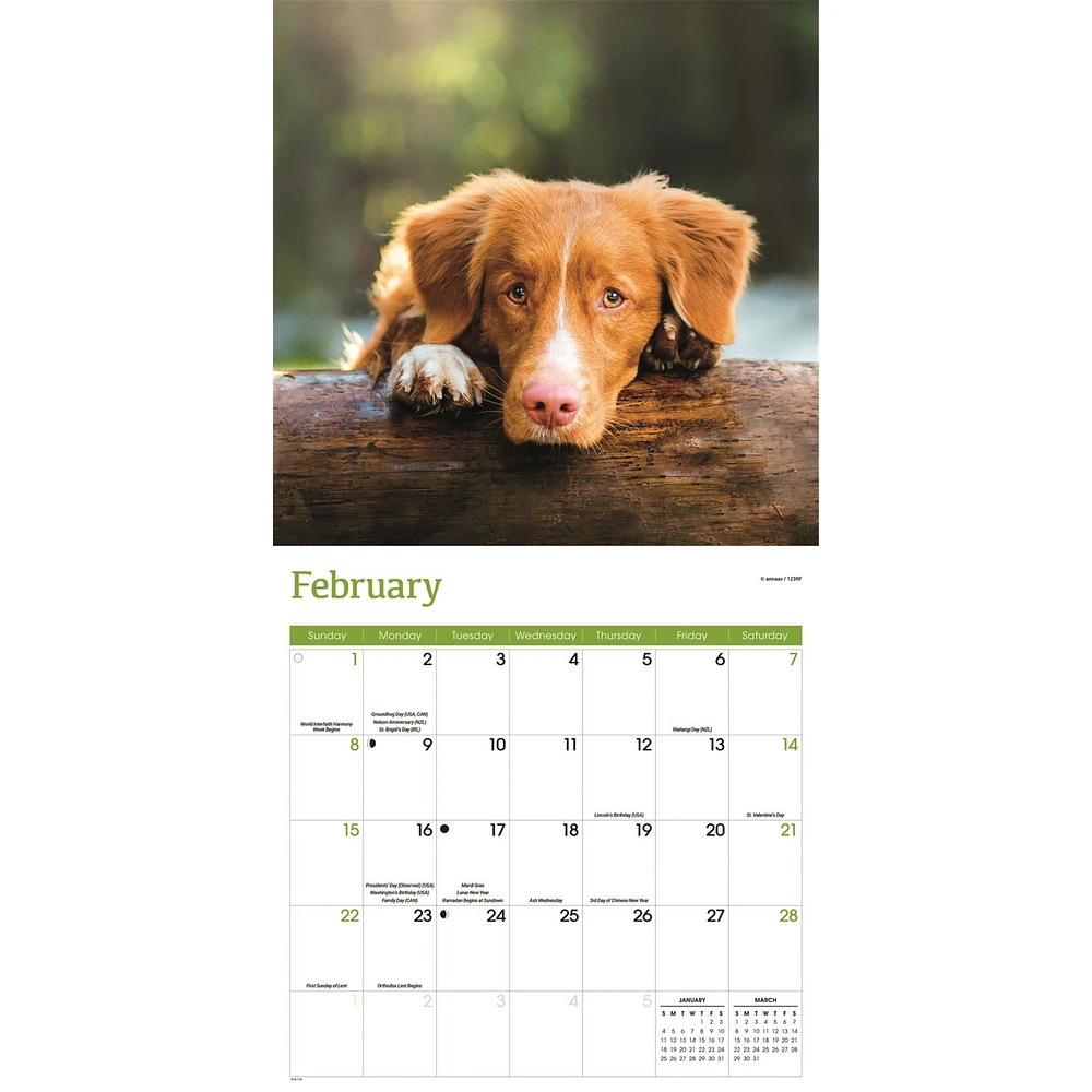 Nova Scotia Duck Tolling Retriever 2026 Wall Calendar