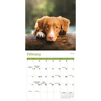Nova Scotia Duck Tolling Retriever 2026 Wall Calendar