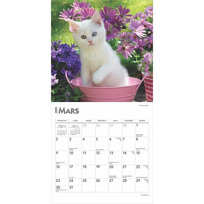 Chatons Mini 2025 Calendar (French)