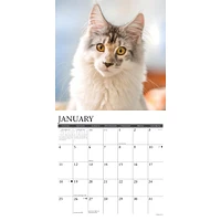 Just Maine Coon Cats 2026 Wall Calendar