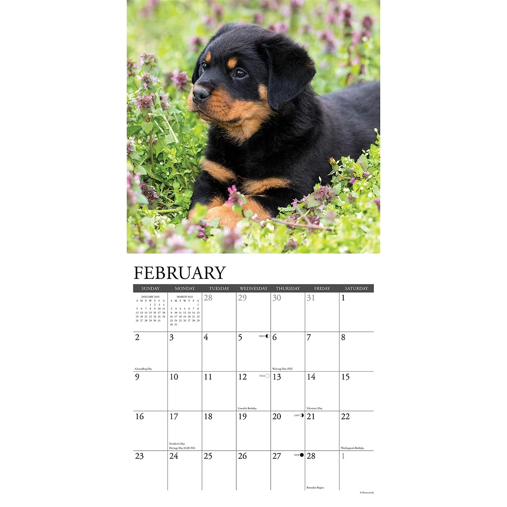 Just Rottweiler Puppies Wall 2025 Calendar