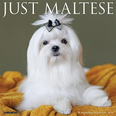 Just Maltese 2026 Wall Calendar - Online Exclusive