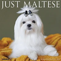 Just Maltese 2026 Wall Calendar - Online Exclusive