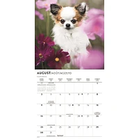Chihuahua Puppies 2026 Mini Calendar