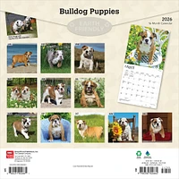 Bulldog Puppies 2026 Wall Calendar - Online Exclusive