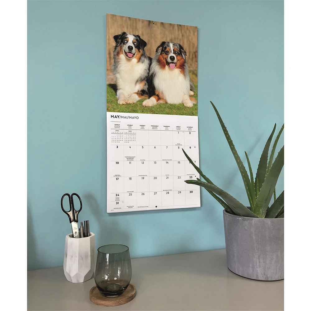 Australian Shepherds 2026 Wall Calendar