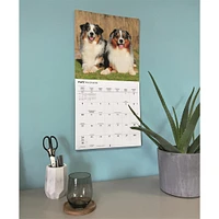 Australian Shepherds 2026 Wall Calendar