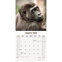 Apes 2026 Wall Calendar - Online Exclusive
