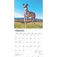 Greyhounds 2026 Wall Calendar