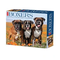 Just Boxers Box 2025 Calendar - Online Exclusive