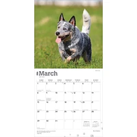 Blue Heelers 2026 Wall Calendar