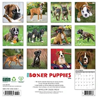 Just Boxer Puppies 2026 Wall Calendar