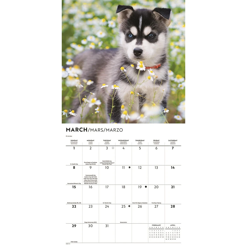 Siberian Husky Puppies 2026 Mini Calendar