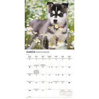 Siberian Husky Puppies 2026 Mini Calendar