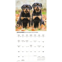 Rottweiler Puppies 2026 Wall Calendar