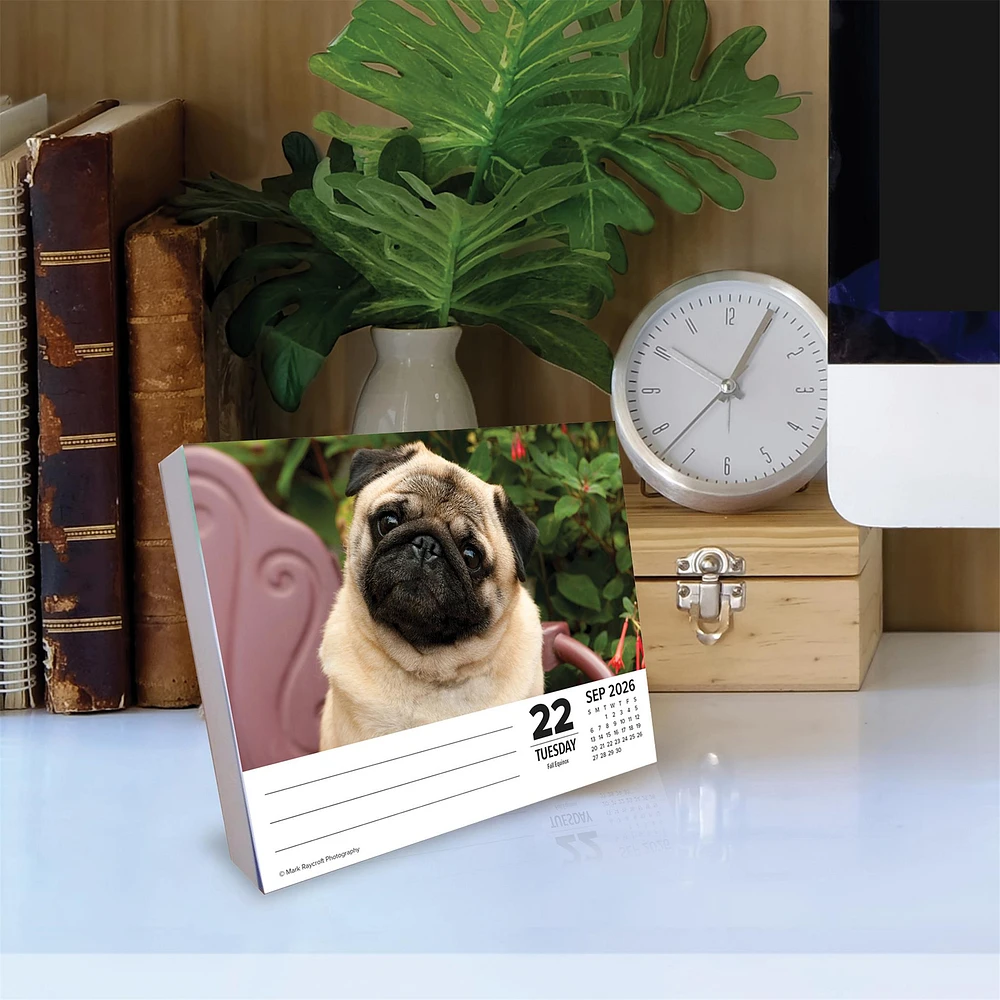 Just Pugs 2026 Box Calendar - Online Exclusive